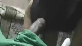 نیککا در یک شاخه عکس ...
